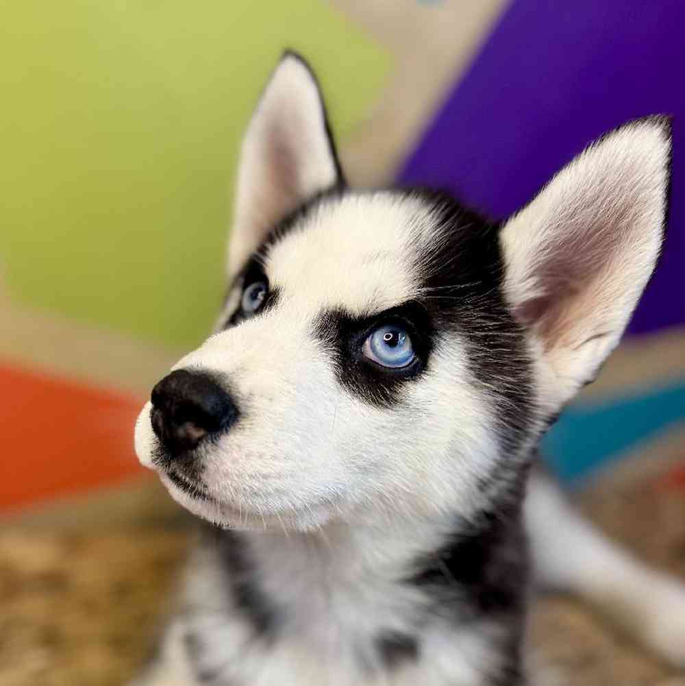 Image of a pet breed in the gallery
