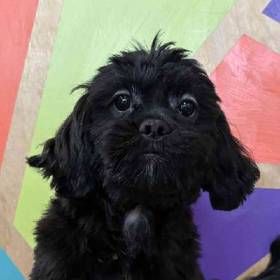 Shih Tzu