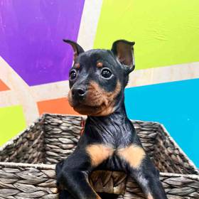 Min Pin
