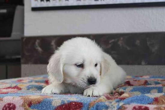 Snowball