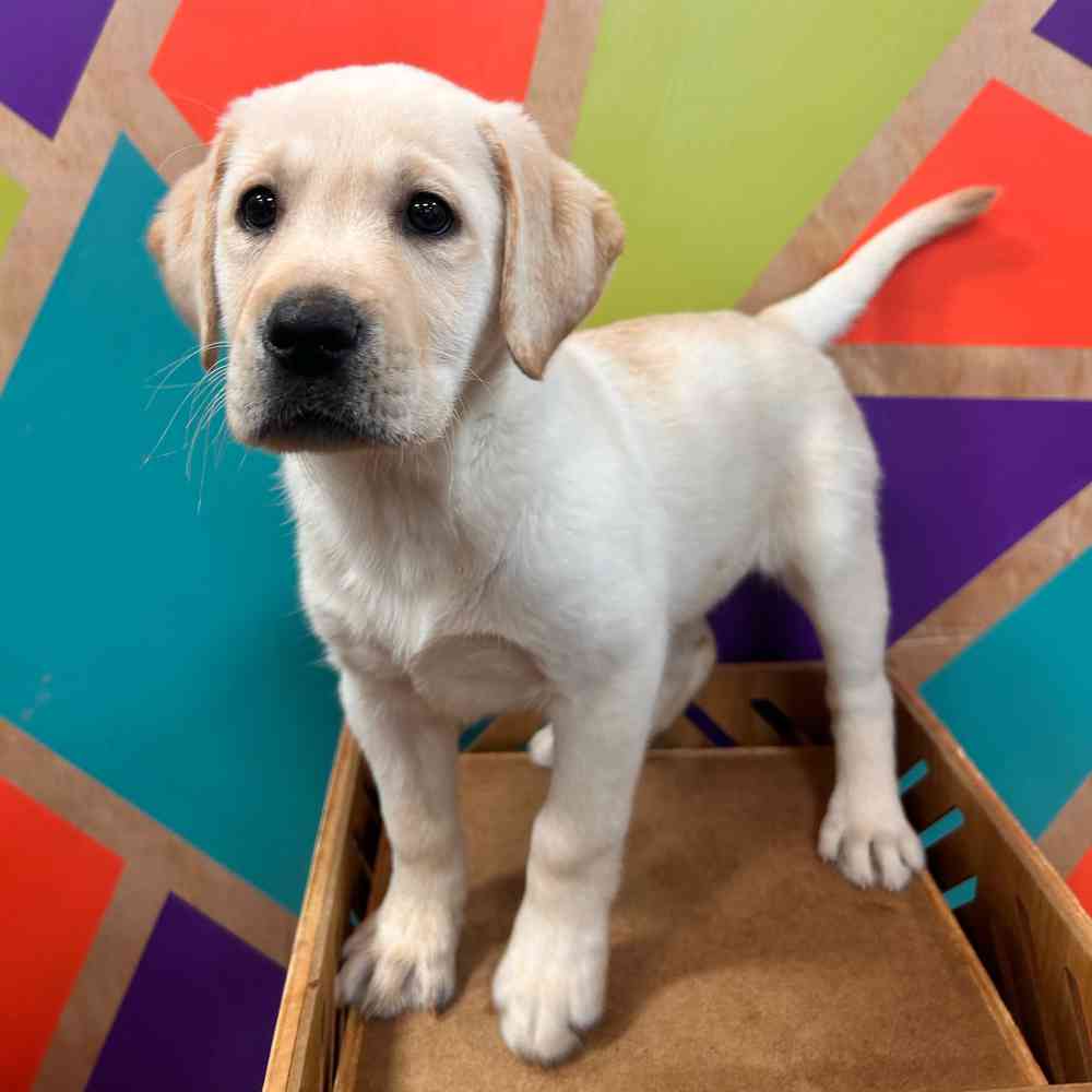 Image of a pet breed in the gallery