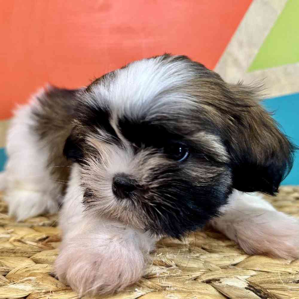carousel pet images