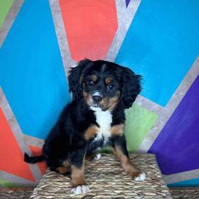 Mini Bernese Mountain Dog