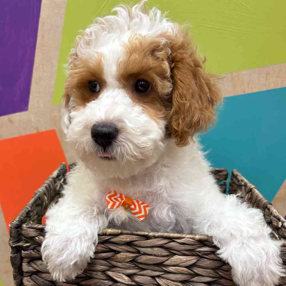 carousel pet images