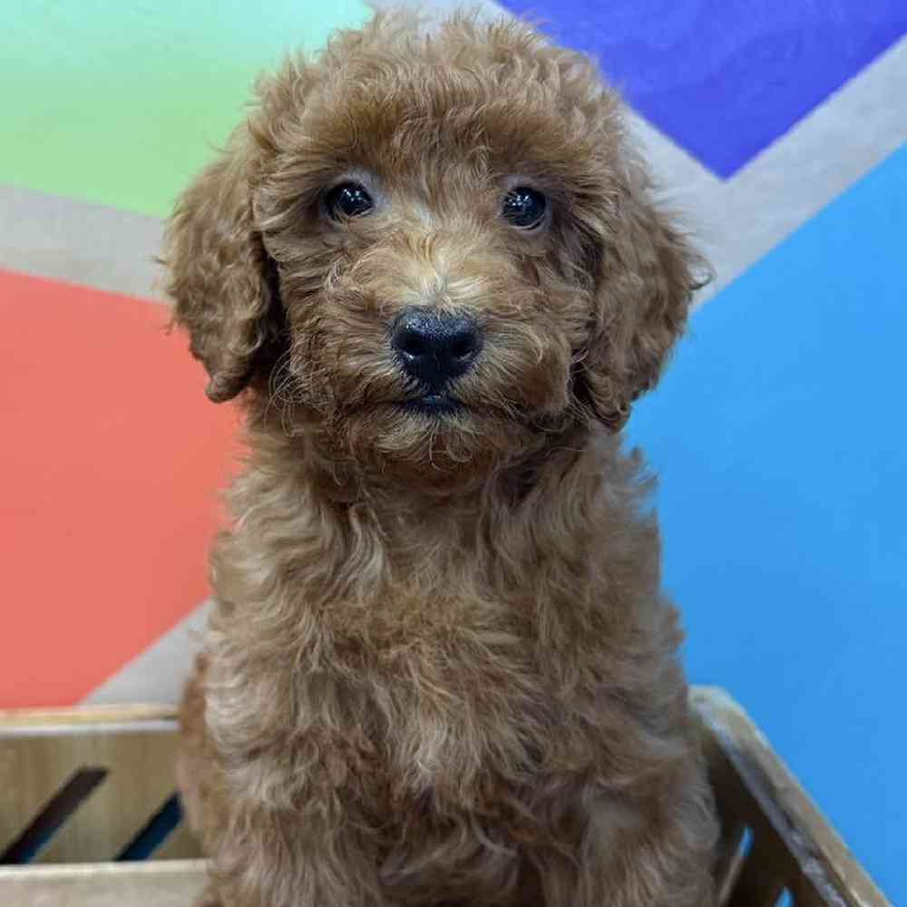 carousel pet images