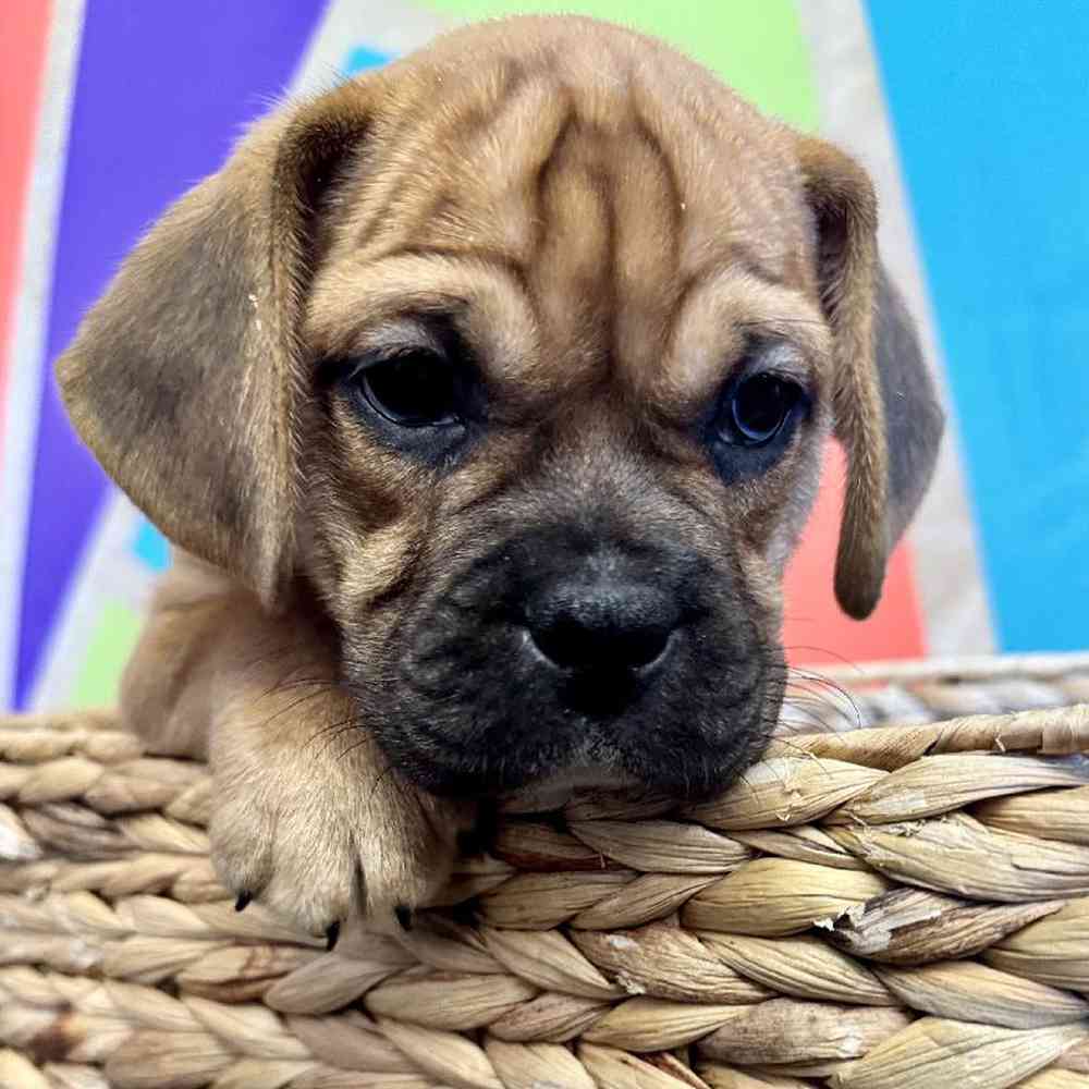 pet breed image