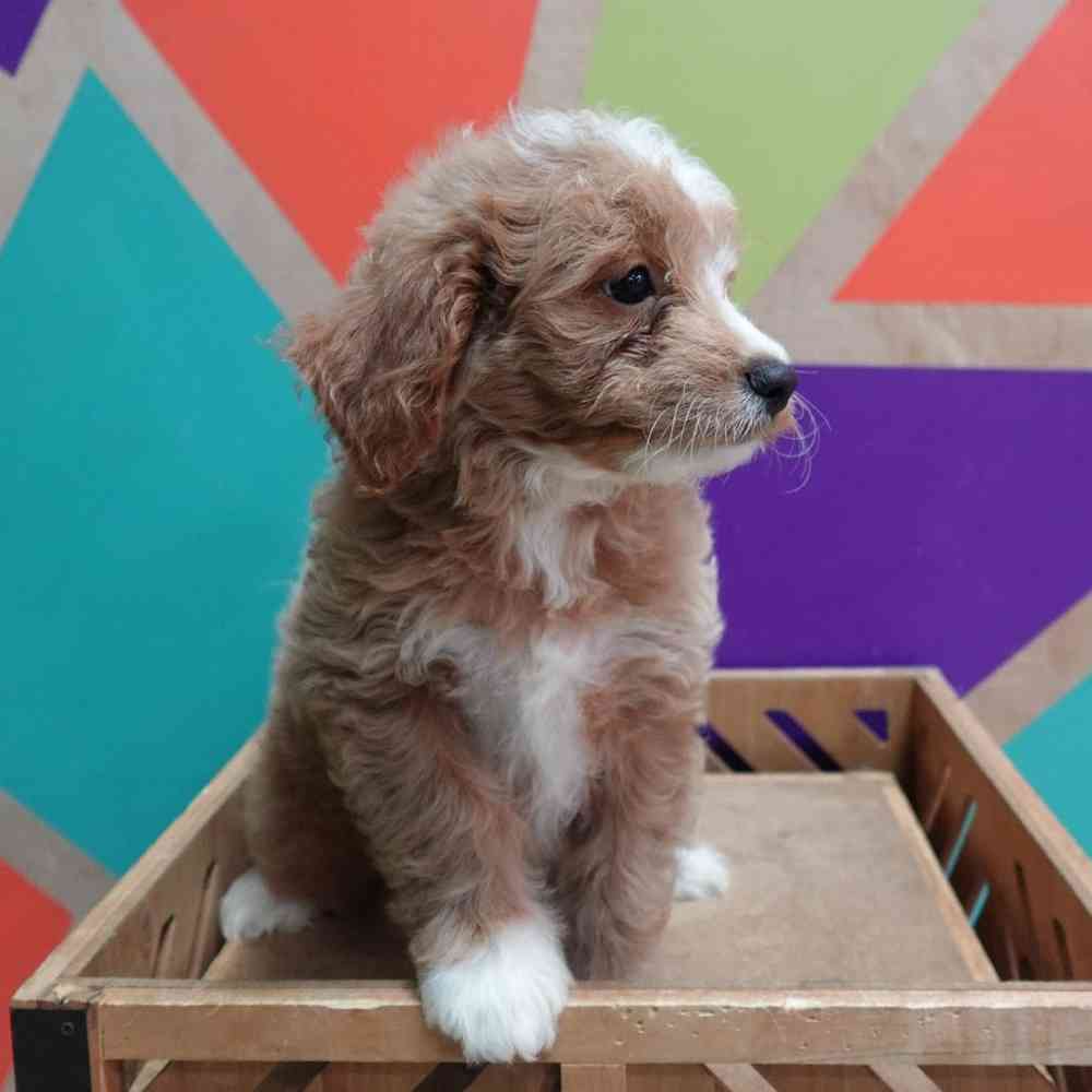 carousel pet images