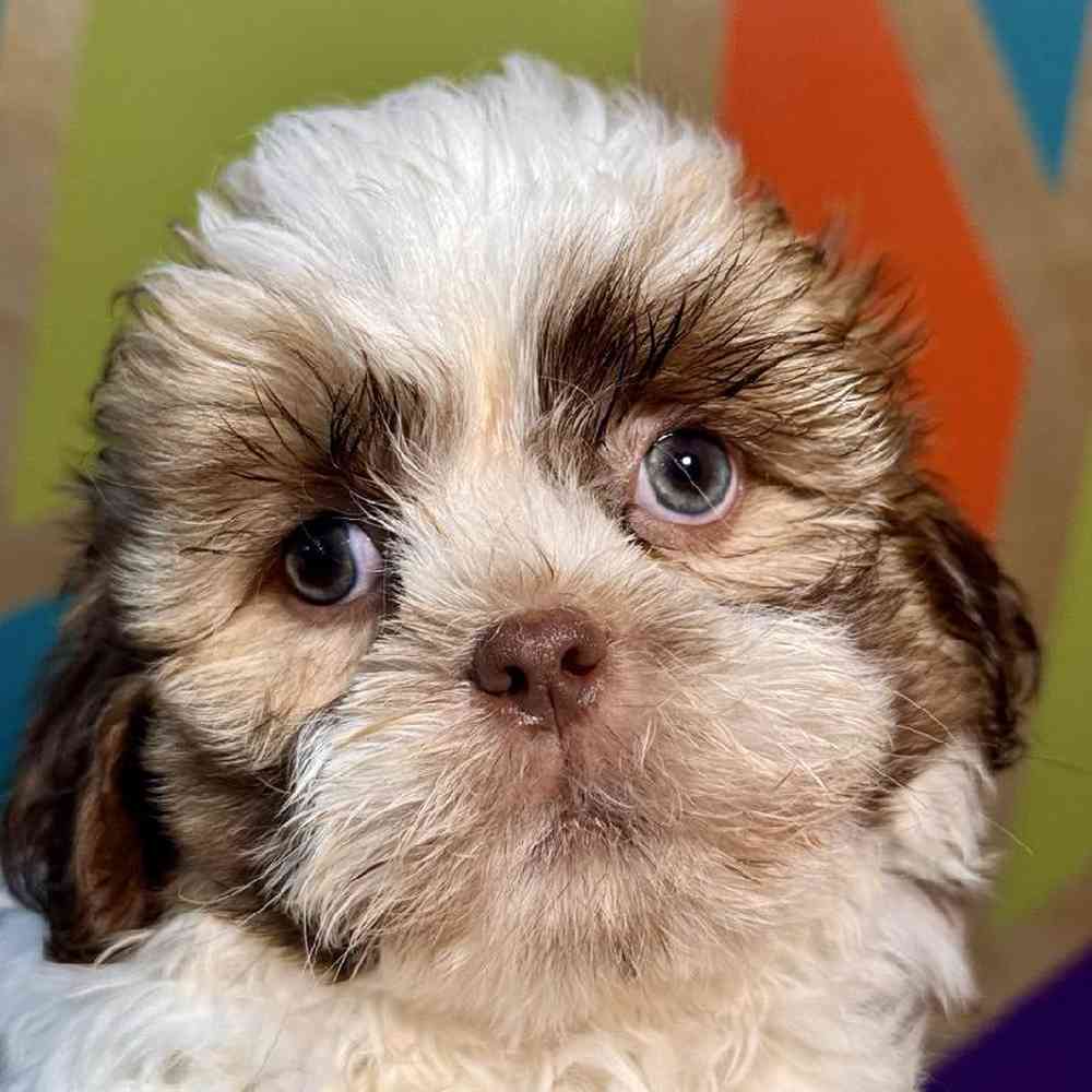 carousel pet images
