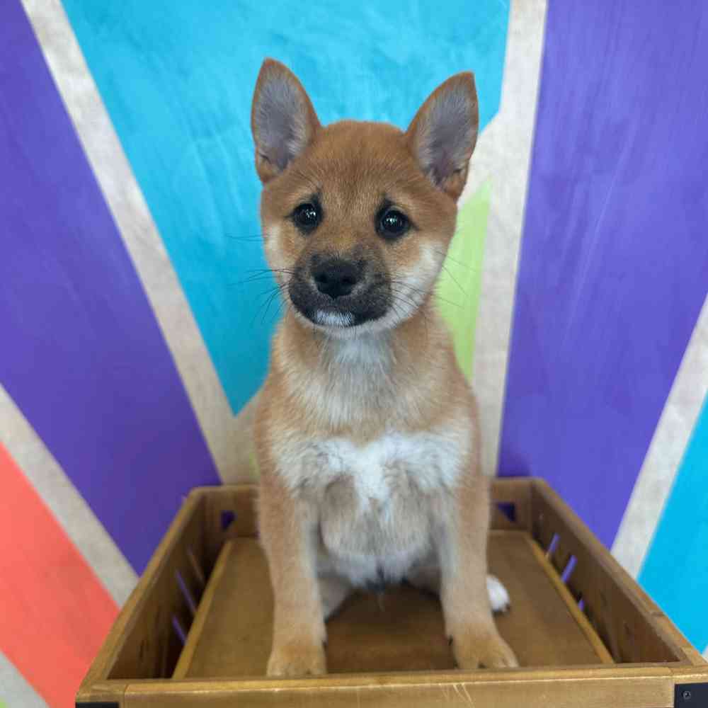 Image of a pet breed in the gallery