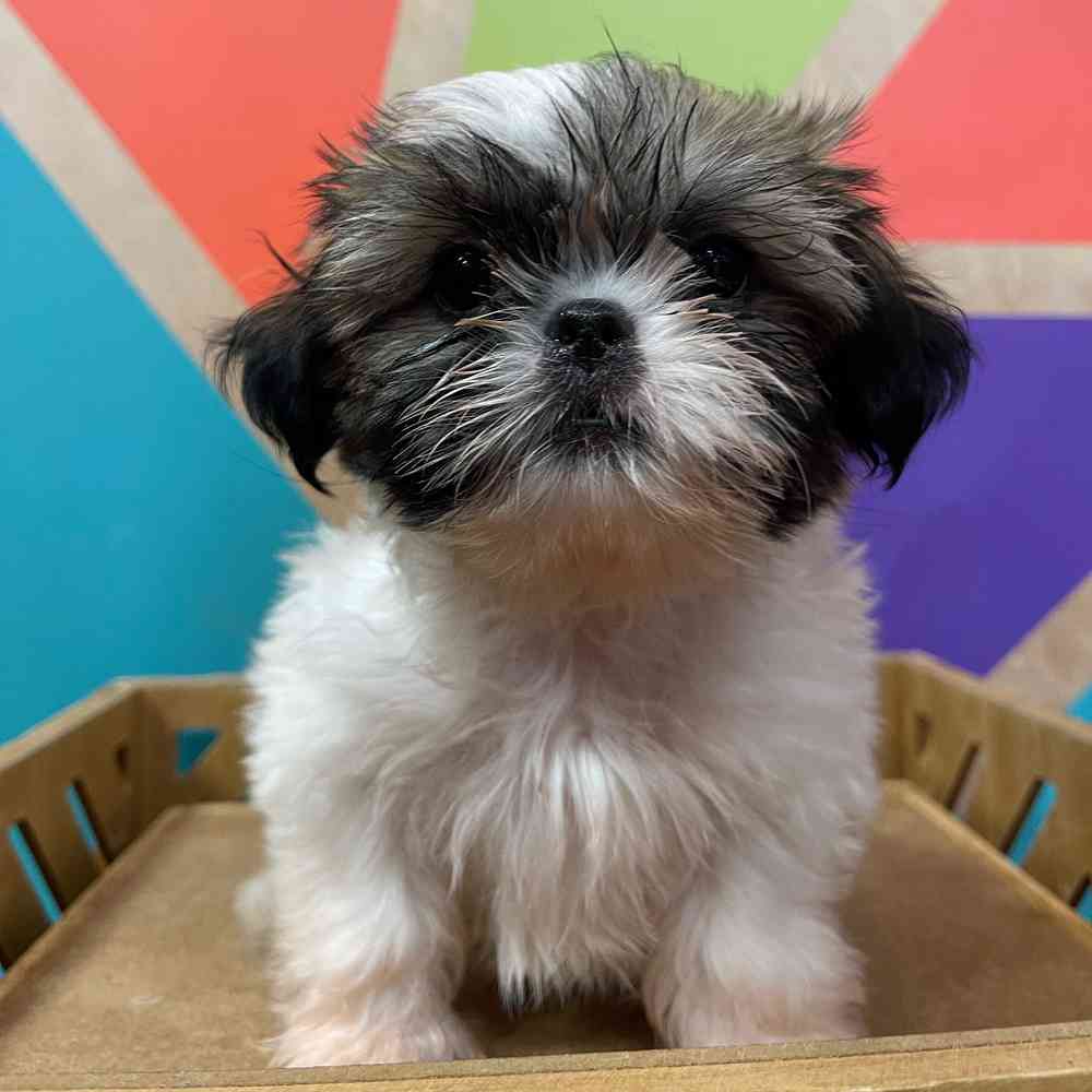 carousel pet images