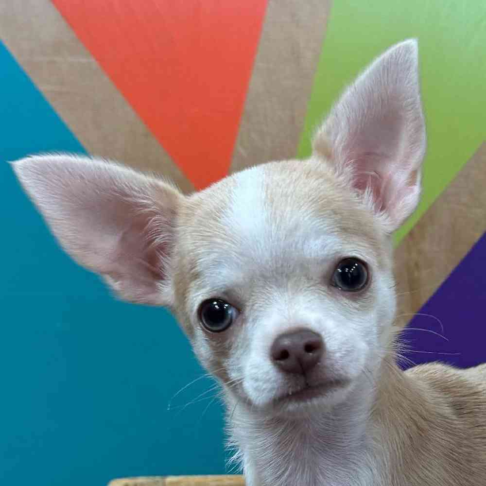 carousel pet images