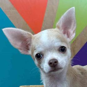 Chihuahua