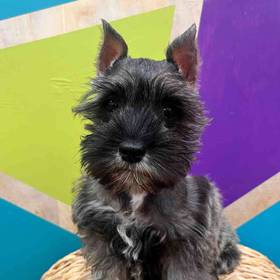 Mini Schnauzer