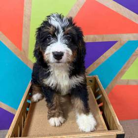 Mini Bernedoodle