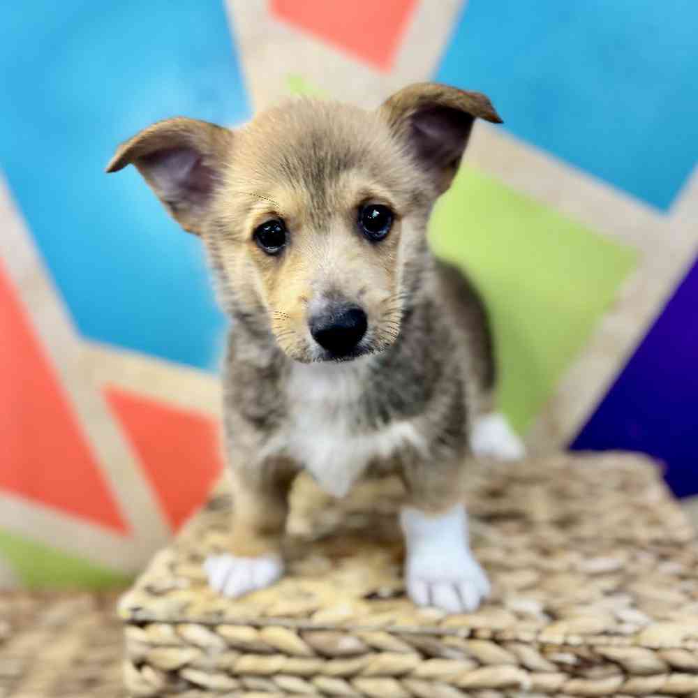 carousel pet images