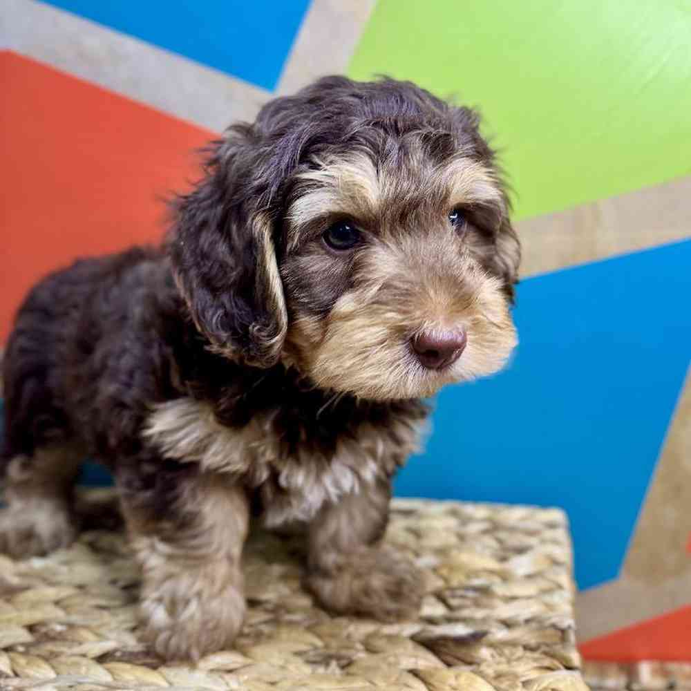 carousel pet images