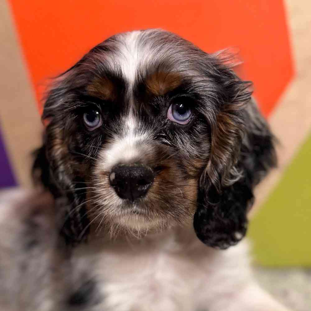 Image of a pet breed in the gallery