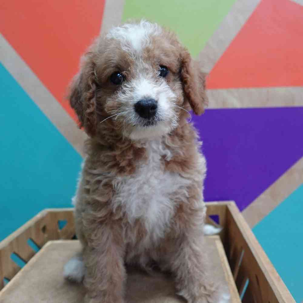 Image of a pet breed in the gallery