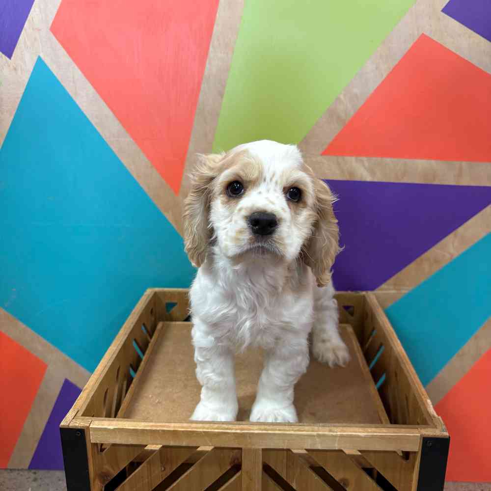 Image of a pet breed in the gallery