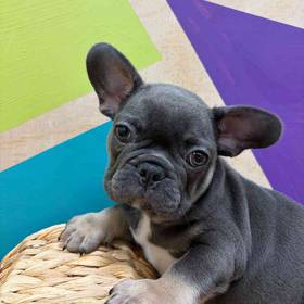 French Bulldog