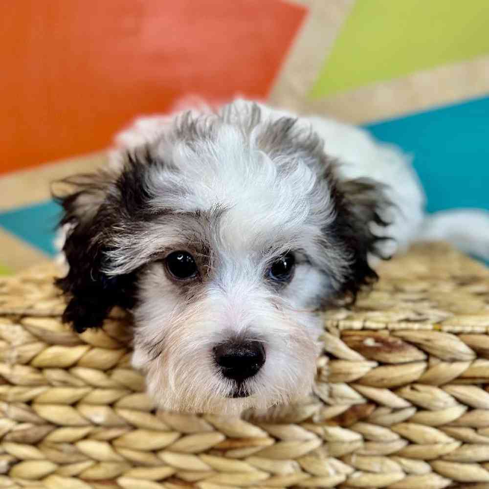 carousel pet images