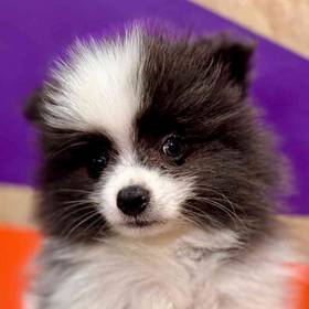 Pomeranian