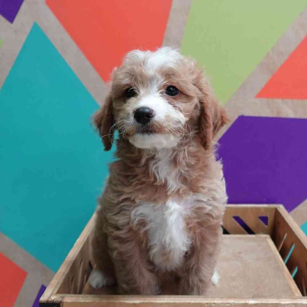 Image of a pet breed in the gallery