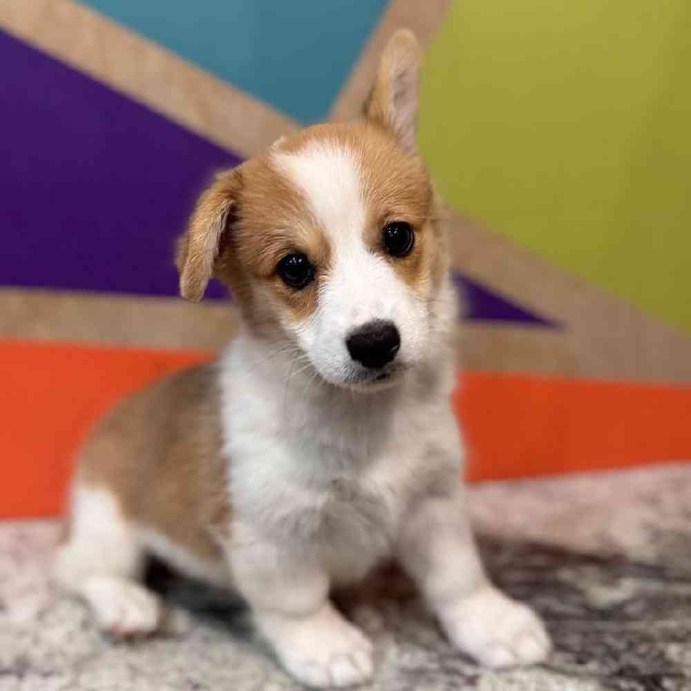 carousel pet images