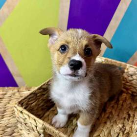 Pembroke Welsh Corgi