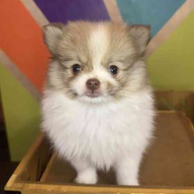 Pomeranian