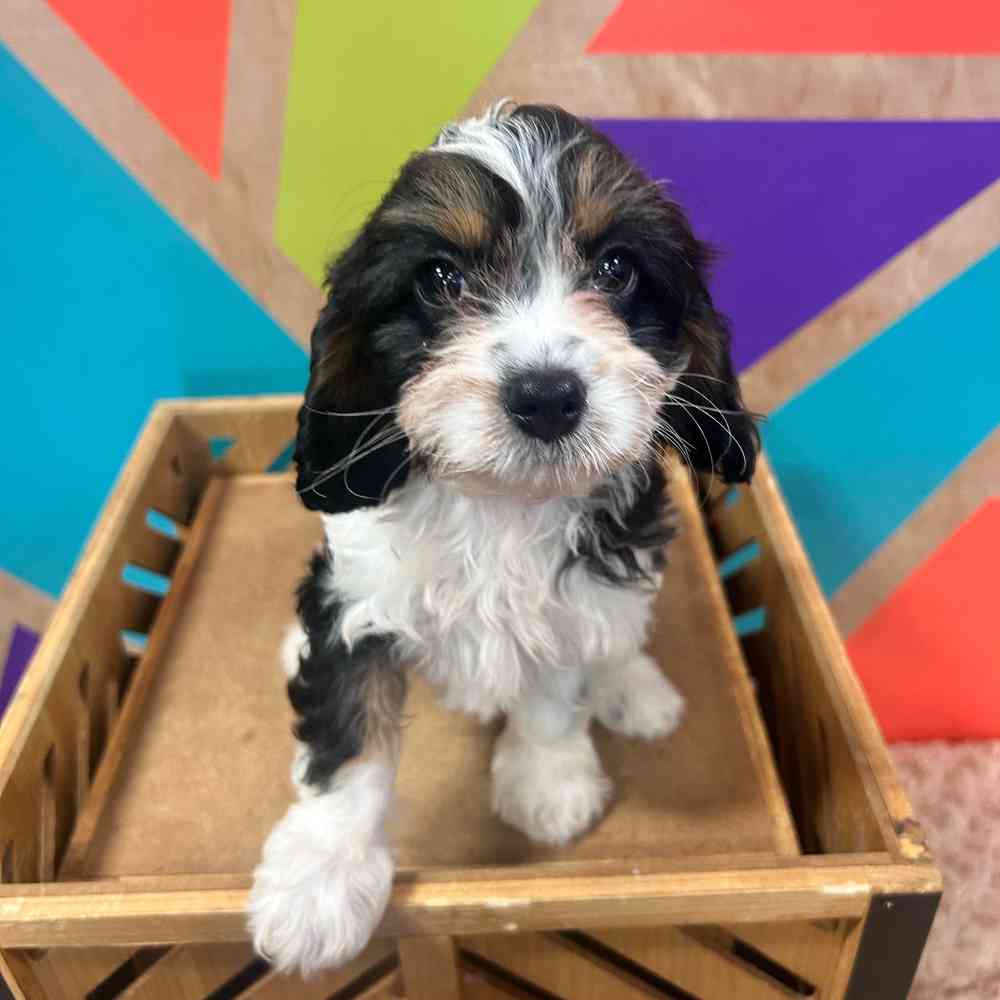 Image of a pet breed in the gallery