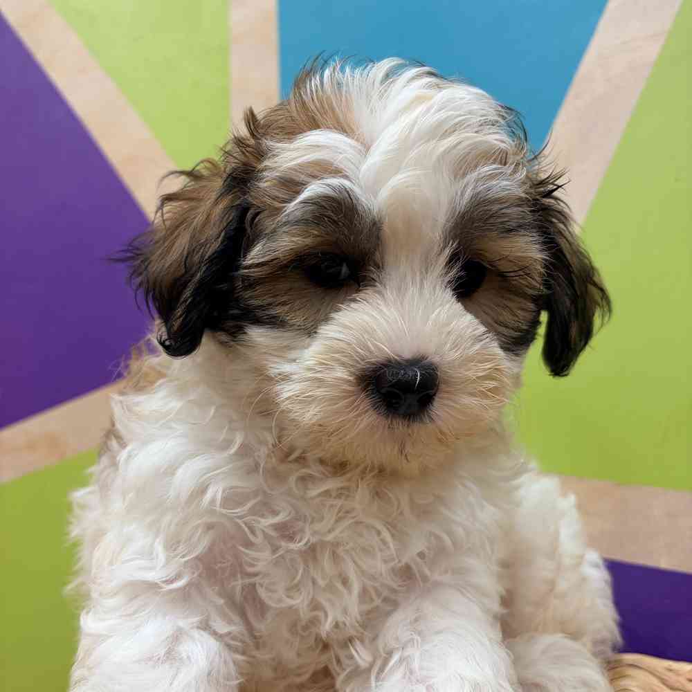 carousel pet images