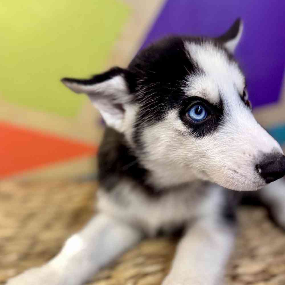 carousel pet images