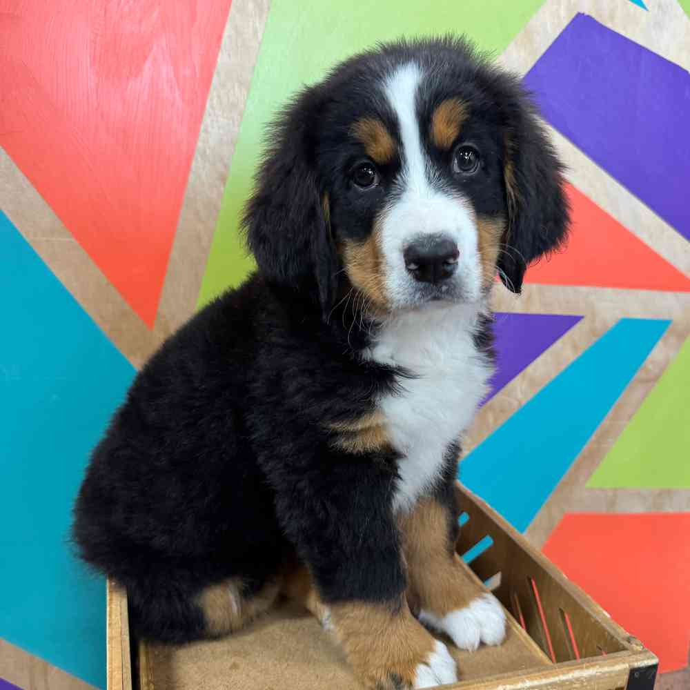 Image of a pet breed in the gallery