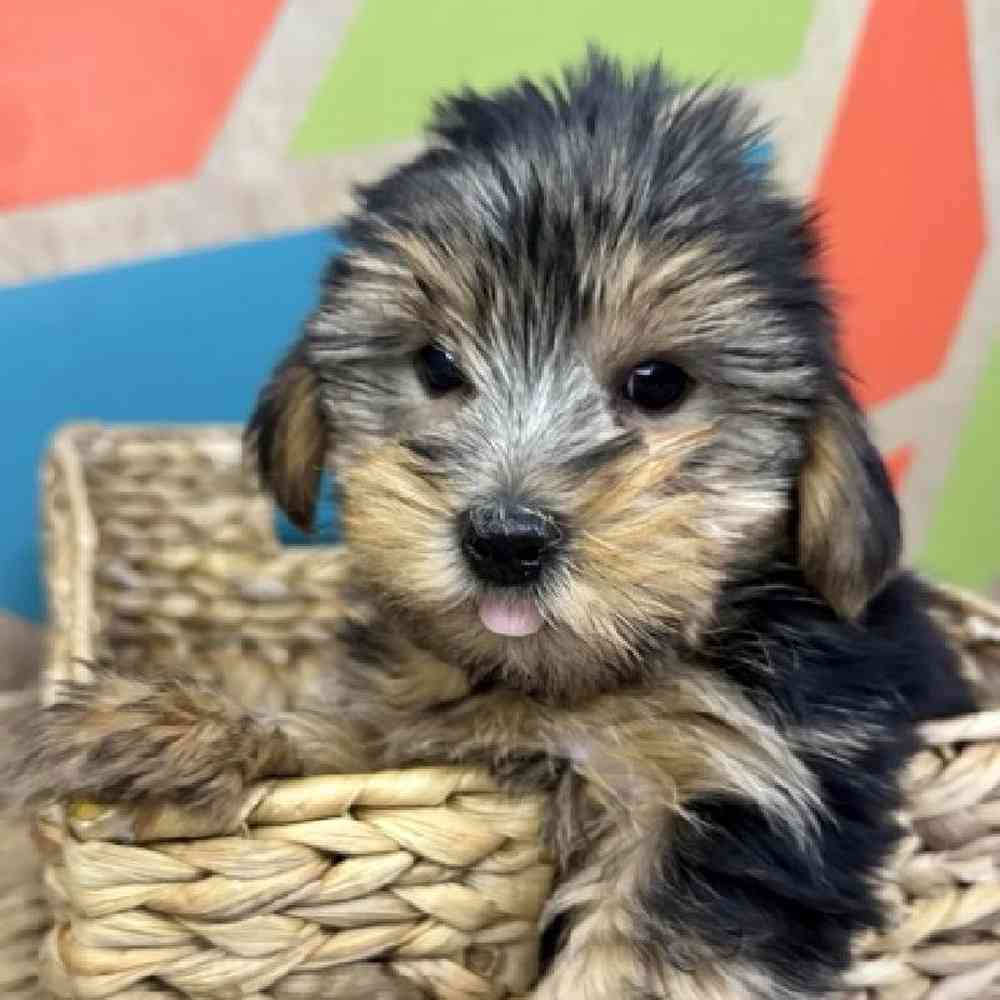 pet breed image