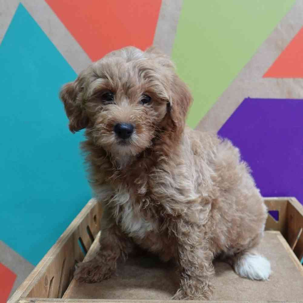 Image of a pet breed in the gallery