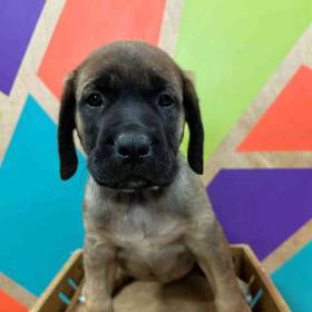English Mastiff