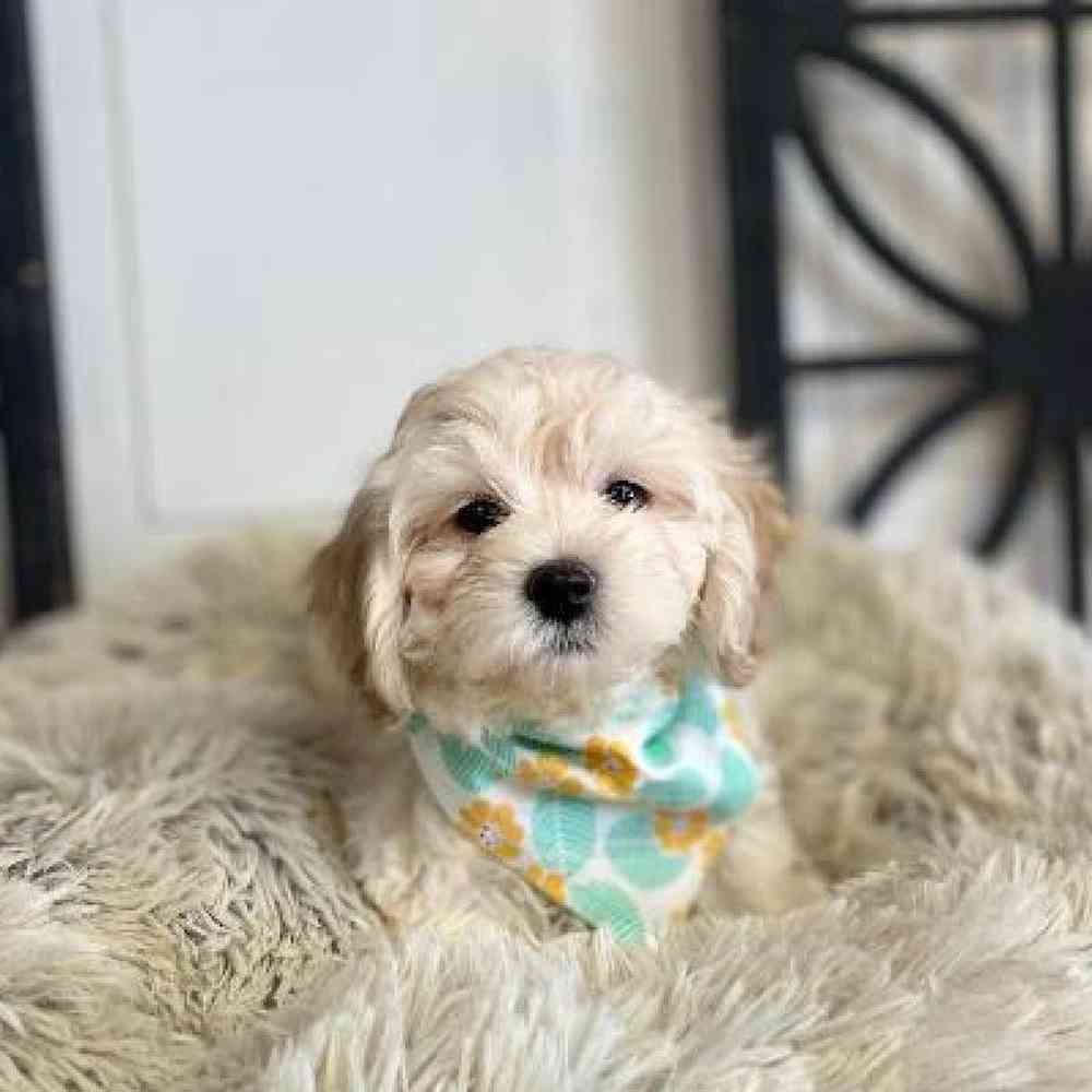 Female Cockapoo Puppy for Sale in Rogers, AR