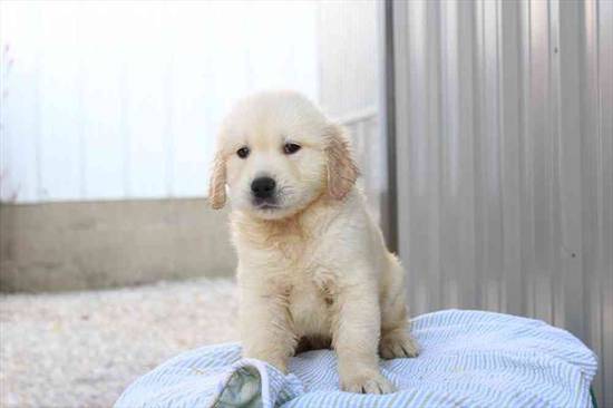 Graham