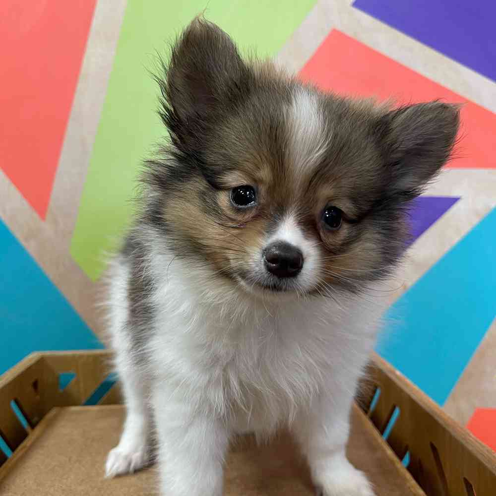 Image of a pet breed in the gallery