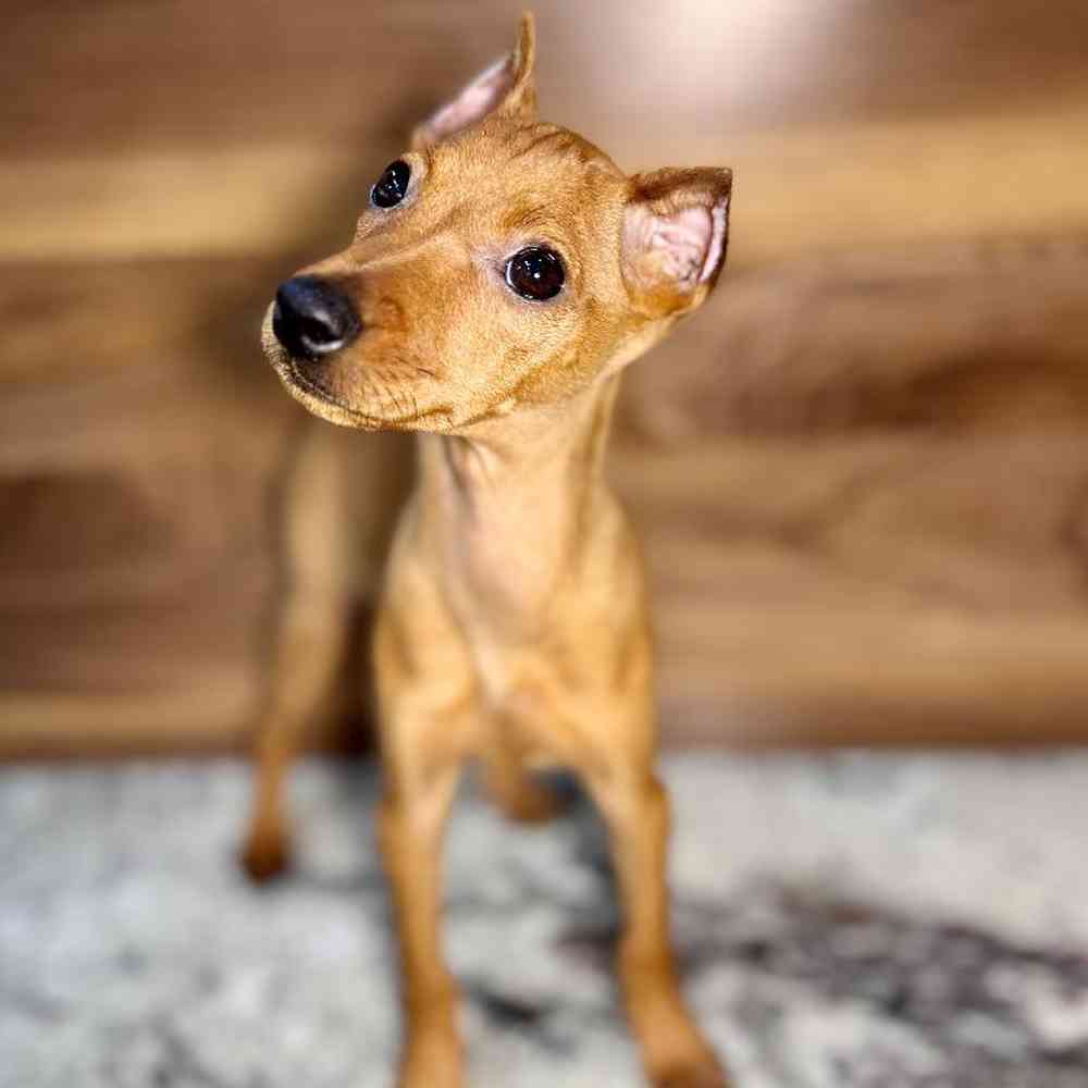carousel pet images