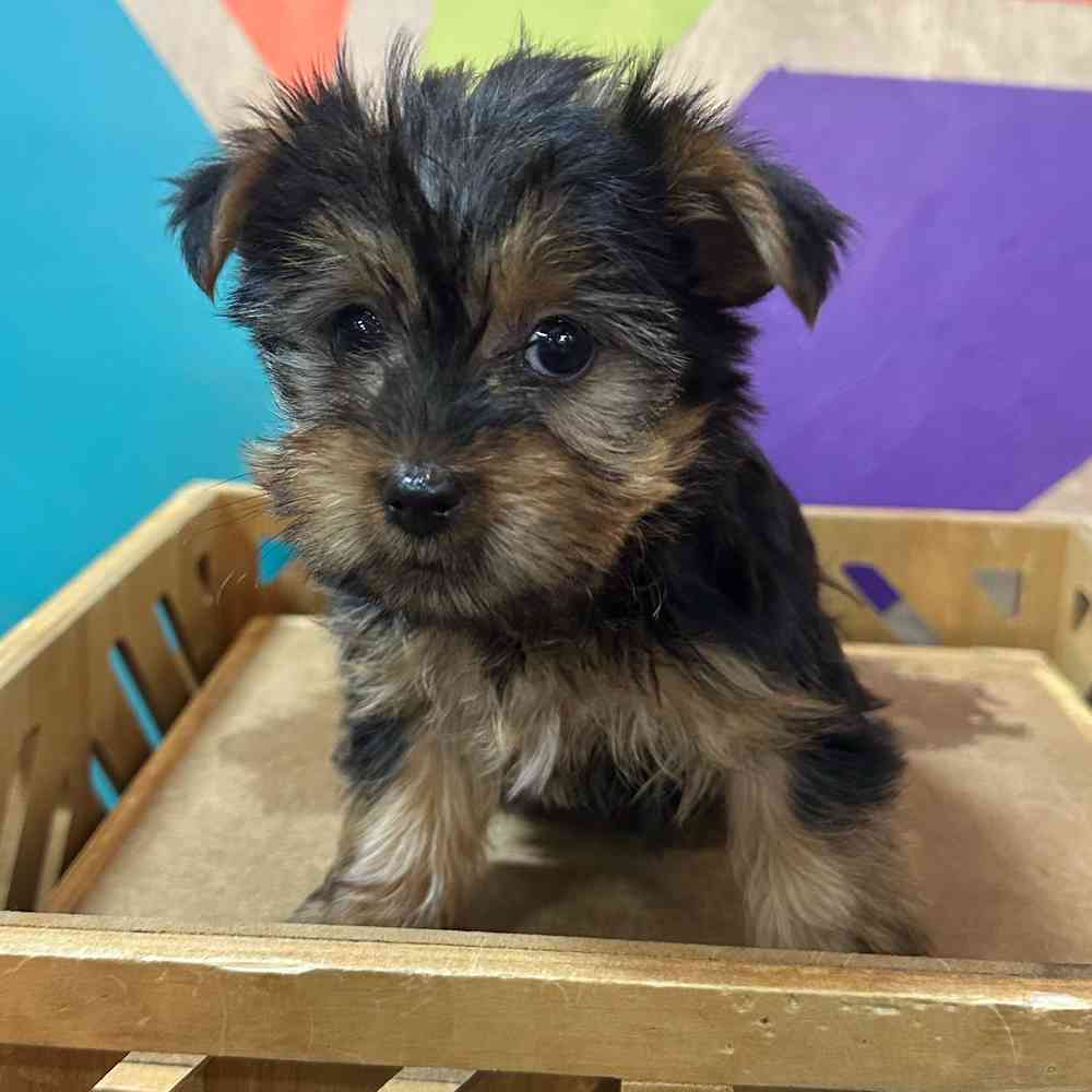 pet breed image