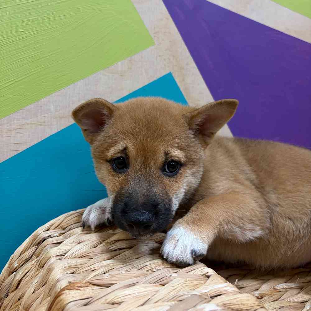 carousel pet images