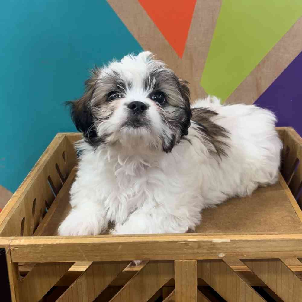 carousel pet images