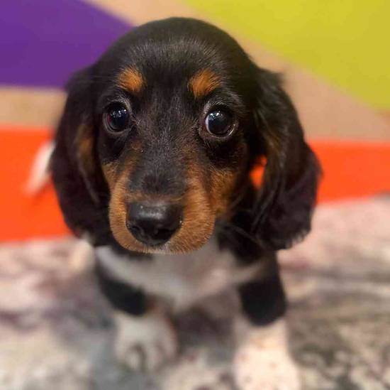 Darby