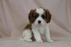 Cavalier King Charles Spaniel