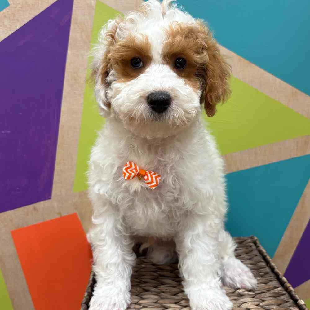 carousel pet images