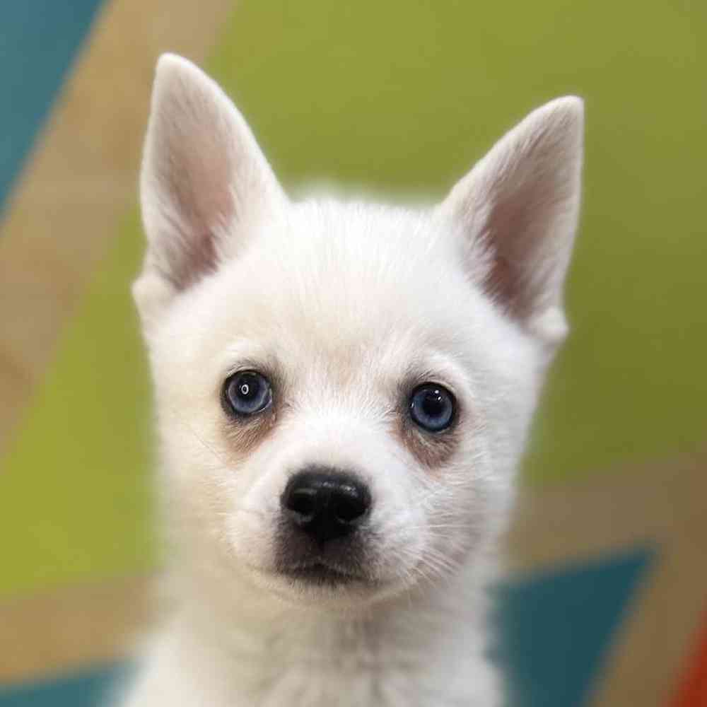 pet breed image