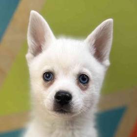 Alaskan Klee Kai