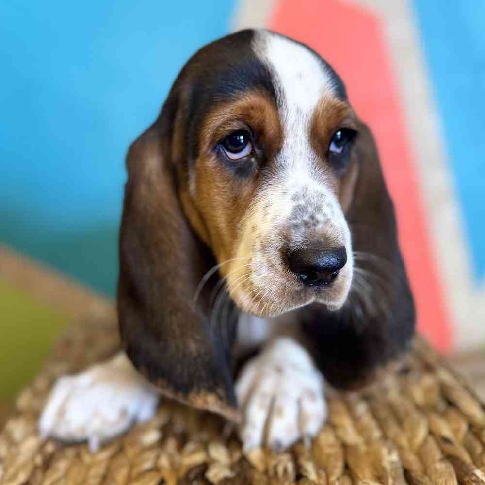carousel pet images
